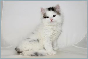 Male Siberian Kitten from Deedlebug Siberians